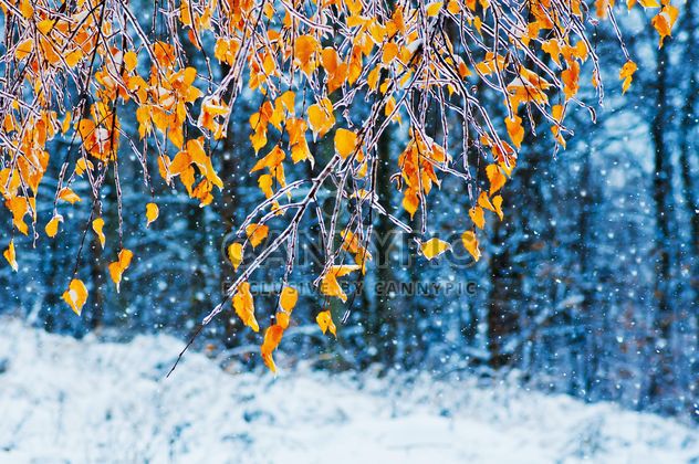branches with yellow leaves in ice - image gratuit #342893 