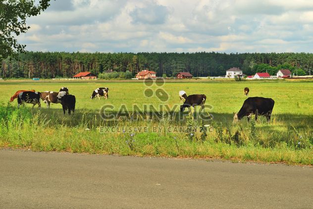 A cow pasture - image #343833 gratis