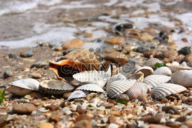 Sea shell texture - Free image #344103