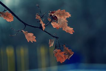 Closeup of oak branch with autumn leaves - Free image #345073
