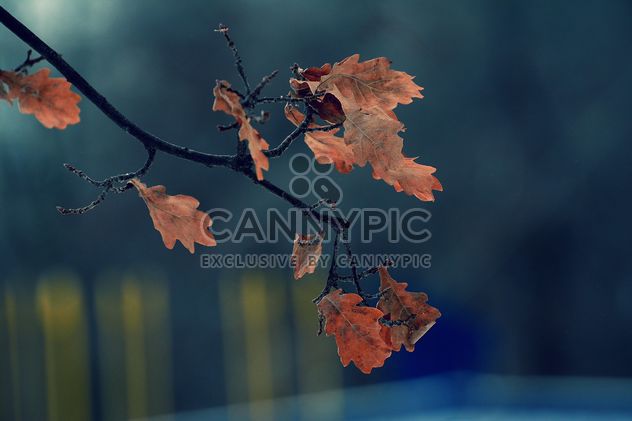 Closeup of oak branch with autumn leaves - Free image #345073
