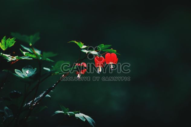Small red flowers on twig in garden - Free image #345123
