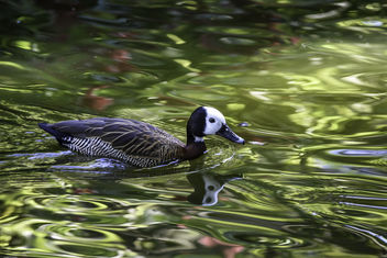 Whistling Duck in Water - image #345863 gratis