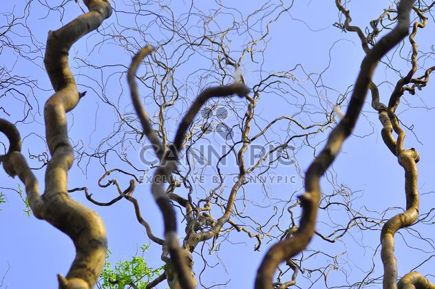Trees trunks against clear blue sky - бесплатный image #345903