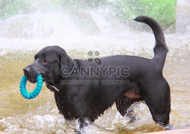 Black dog with toy ring in fountain - бесплатный image #346193