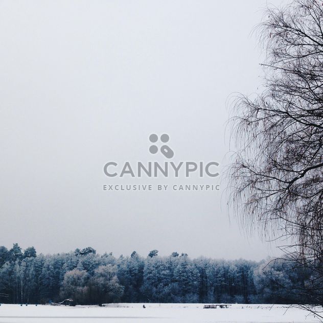 Beautiful winter landscape with white trees - бесплатный image #347333