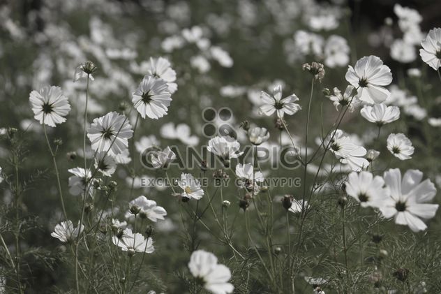 Field of beautiful cosmos flowers, black and white - image #347793 gratis