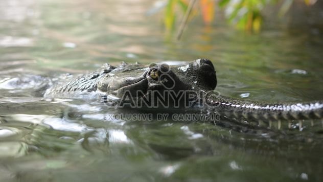 Closeup portrait of crocodile in pond - Free image #348393