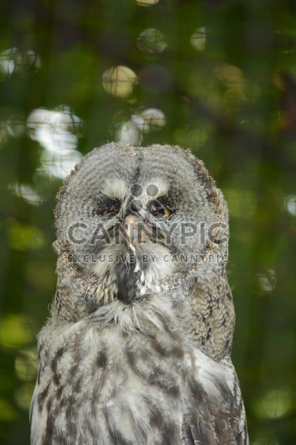 Portrait of owl on natural green background - бесплатный image #348423