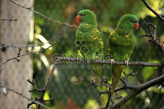 Pair of green lorikeet parrots on branch - Free image #348443