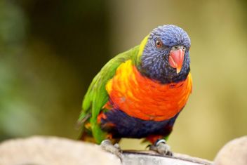 Tropical rainbow lorikeet parrot - image #348463 gratis