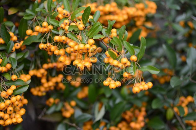 Closeup of rowan berries on tree - image gratuit #348503 