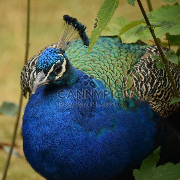 Portrait of beautiful peacock in park - image gratuit #348583 