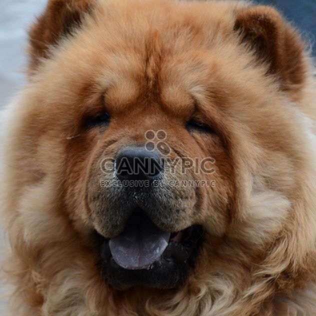 Portrait of cute Chow chow dog - image gratuit #348613 