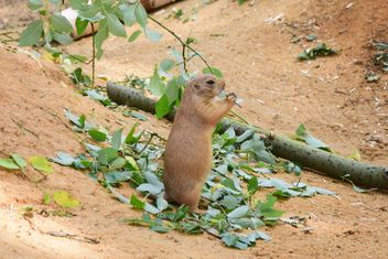 Prairie dog standing on green leaves - Free image #348623