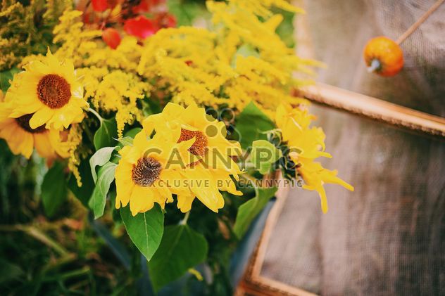 Closeup of beautiful sunflowers in garden - image gratuit #348653 