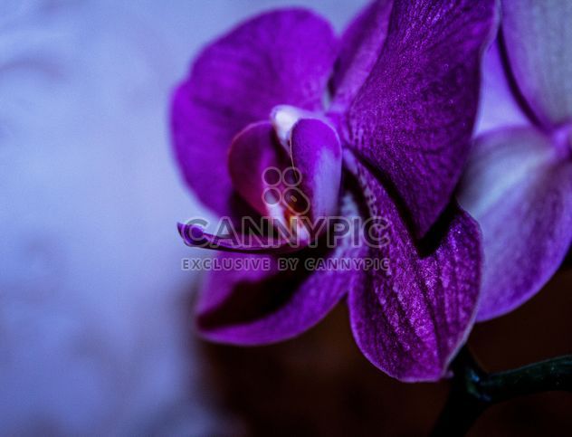 Closeup of purple orchid flower - Free image #348673