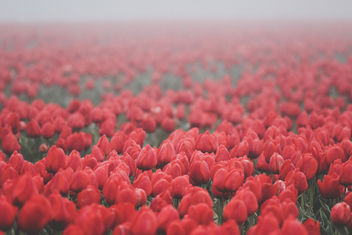 (105/366) Tulpen in de mist (132/365) - image #363273 gratis