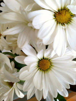Petals of white,centers of yellow - image gratuit #367883 