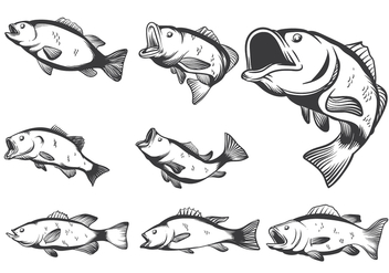 Bass Fish Vectors - vector gratuit #368283 