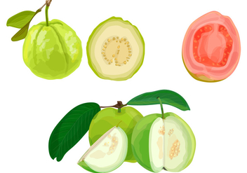 Guava illustration - Free vector #368983
