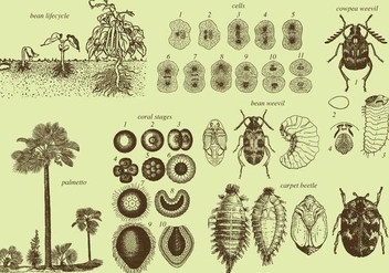 Grow Up Insects And Plants - vector gratuit #371363 