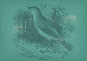 Vinatge Nightingale Illustration - vector #372233 gratis