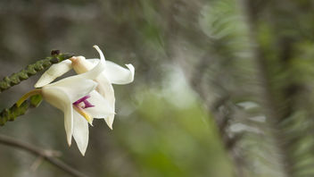 Wild orchid - image #372823 gratis