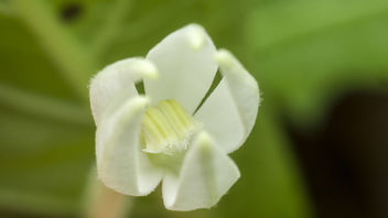 Unknown white flower - image gratuit #373203 