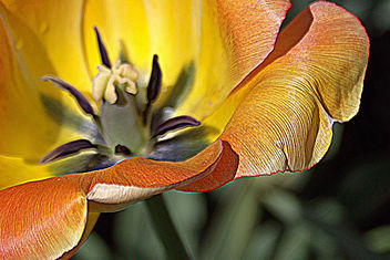 Sonnenberg Gardens & Mansion ~ Historic Park ~ Canandaigua NY ~ Tulip - бесплатный image #376443