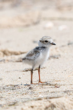 Piping Plover Chick [202/366] - image gratuit #381133 
