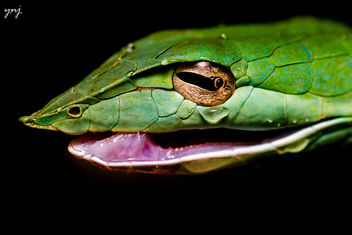 Green Vine Snake (Ahaetulla nasuta) - image gratuit #381343 