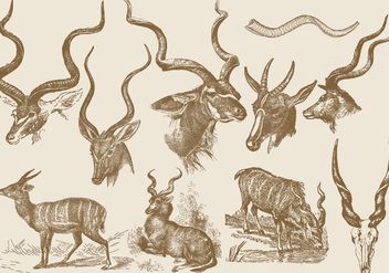 Kudu Drawings - vector gratuit #382203 