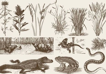 Swamp Fauna And Flora - vector gratuit #384263 