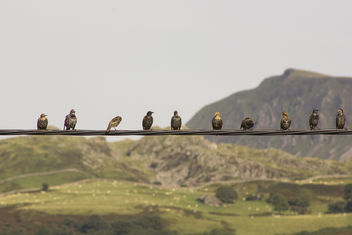 Birds on the telegraph wire - image gratuit #385913 