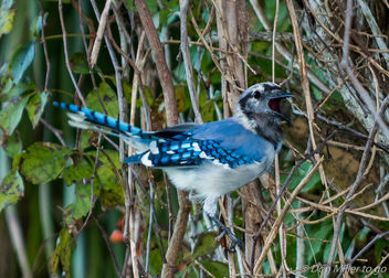 Blue Jay (molting) - image gratuit #386993 