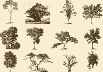 Sepia Trees Illustrations - бесплатный vector #396813