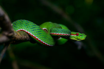 Trimeresurus popeiorum, Pope's pit viper - Kaeng Krachan National Park - бесплатный image #398043