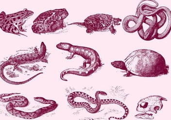 Red Reptile Illustrations - бесплатный vector #403013