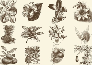 Sepia Fruit And Flower Illustration - vector gratuit #403223 