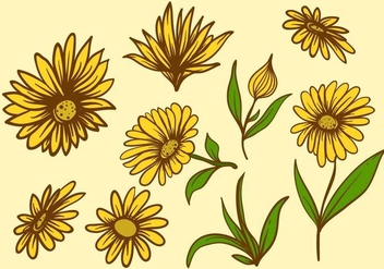 Free Calendula Flower - бесплатный vector #410523