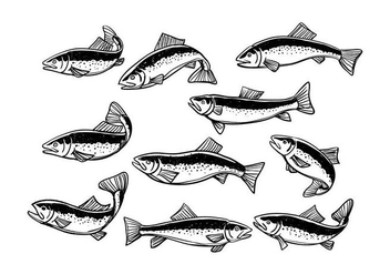 Free Rainbow Trout Vector - Free vector #412293