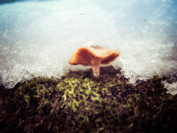 Mushroom in winter - Free image #412413
