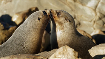 A touching moment. NZ Fur Seals. - image gratuit #412683 