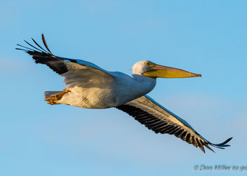 American White Pelican - image #414623 gratis