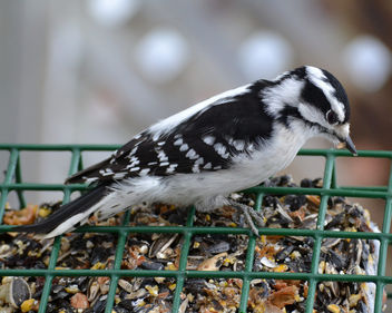 Female Downy Woodpecker - Free image #417353