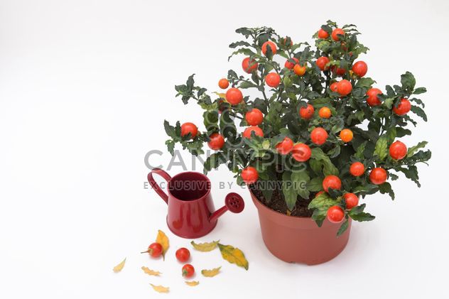 Solanum pseudocapsicum loneparent houseplant, red watering can on white background - image #419653 gratis