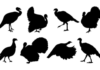 Free Wild Turkey Icons Vector - Free vector #420153