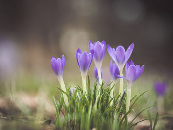 Spring is here for real now! - image gratuit #423403 