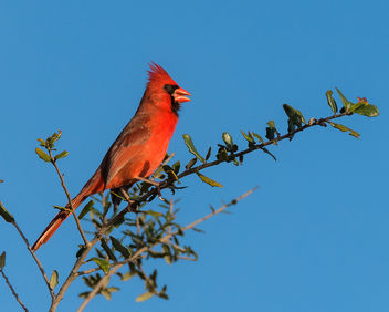 Male Cardinal - image #423423 gratis
